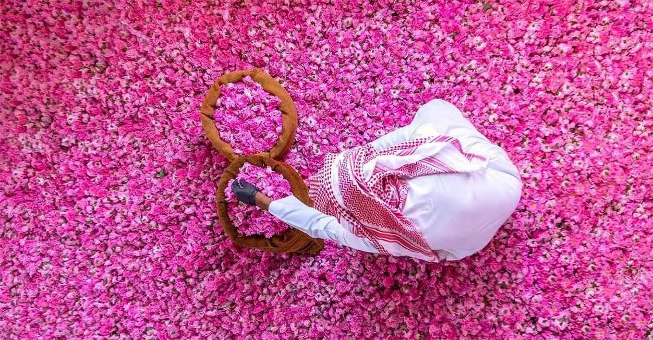 A Saudi farmer surrounded by a bed of pink roses in Taif, the ultimate summer city in Saudi Arabia. (Image source: Saudi Press Agency)