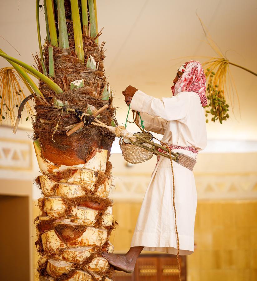 A date palm tree in Saudi Arabia, symbolizing the growth of date cultivation through modern farming techniques and government support.