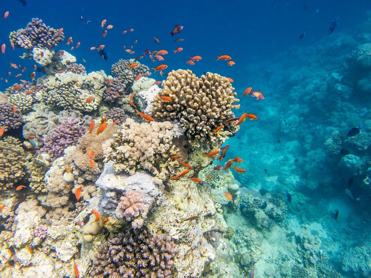 The Red Sea off the coast of Jeddah, a setting for Saudi Arabia's first underwater wedding, symbolizing the nation's balance between tradition and modernity.